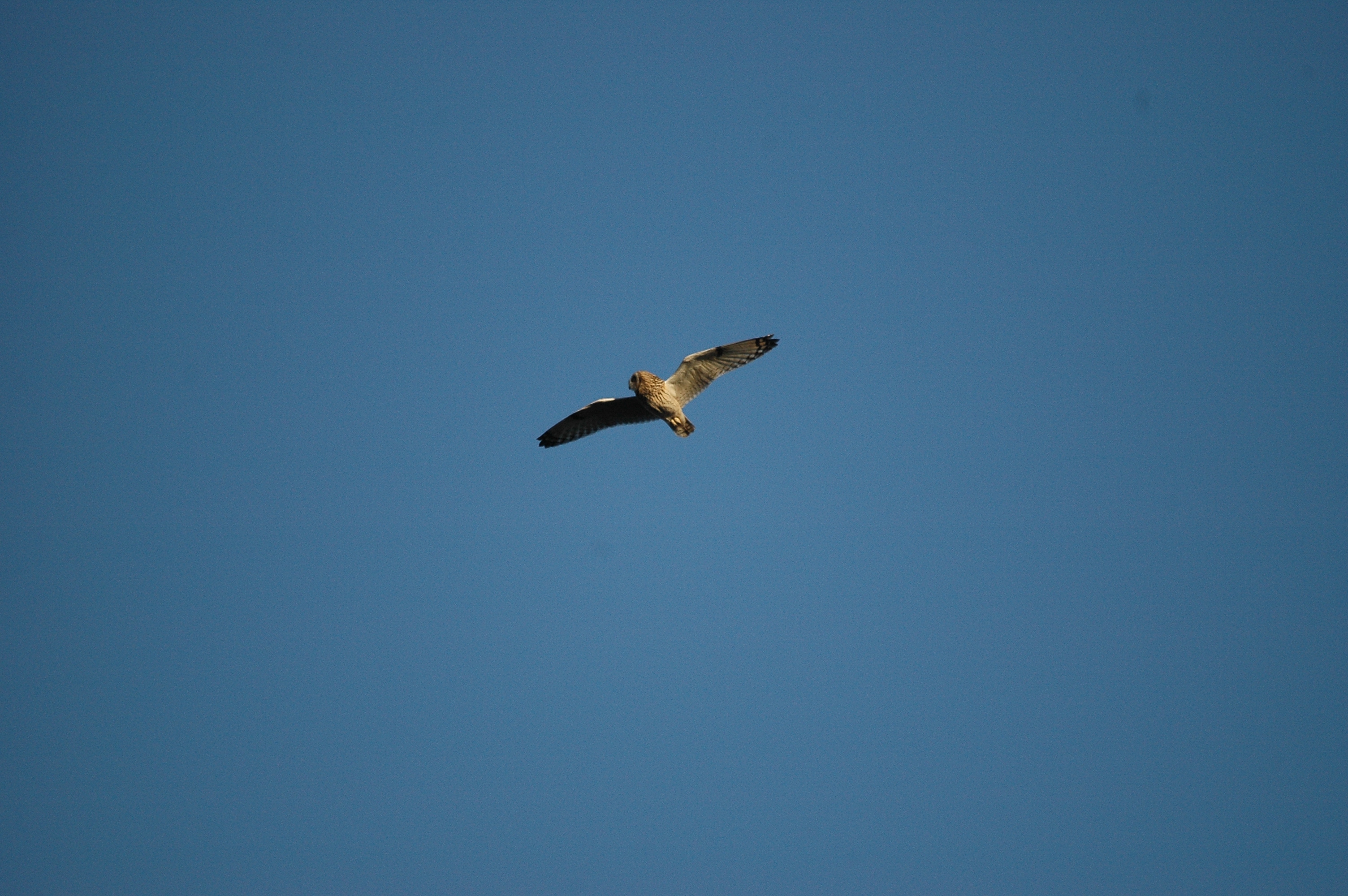 photos/wildlife/Bird_Species/085-Typical_Owls/2826-Short-eared Owl/DSC_4772.JPG